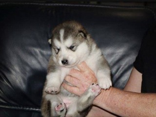 pup1