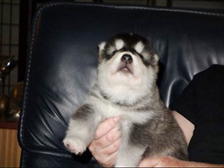 pup10