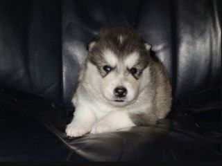 pup3