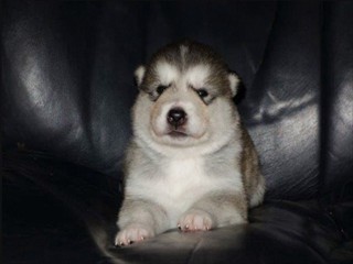 pup4