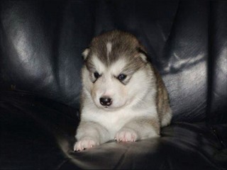 pup5
