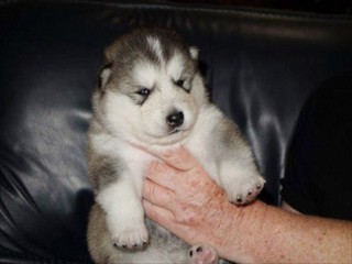 pup6