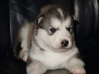 pup8