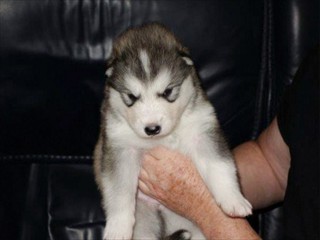 pup9