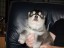 pup10