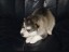 pup2
