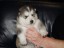 pup6