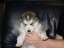 pup7