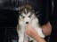 pup9
