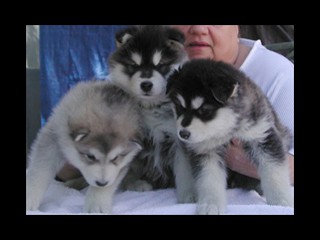 pastPup1