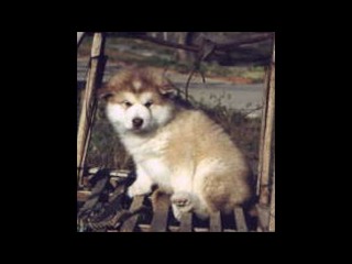 pastPup10