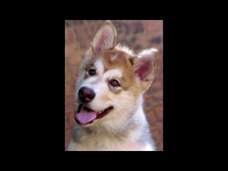 pastPup11