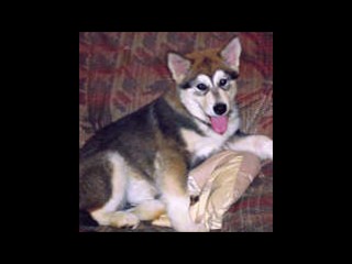 pastPup12
