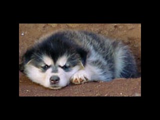 pastPup13