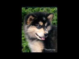 pastPup2
