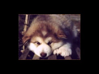 pastPup3