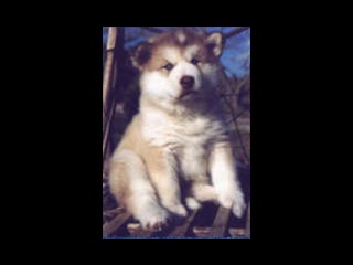 pastPup4