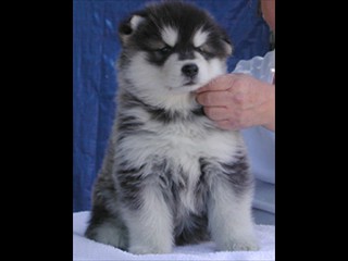 pastPup5