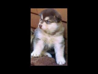 pastPup6
