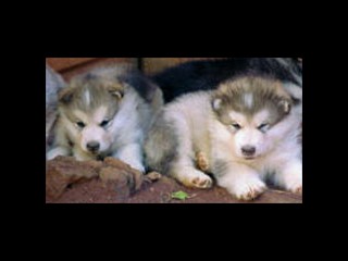 pastPup7