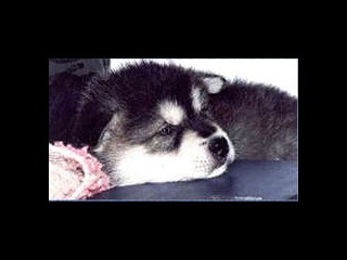 pastPup8