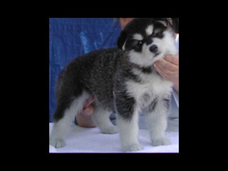 pastPup9