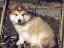 pastPup10