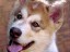 pastPup11