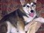 pastPup12