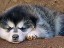 pastPup13