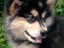 pastPup2