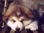 pastPup3