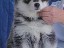 pastPup5