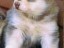 pastPup6