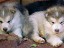 pastPup7