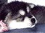 pastPup8