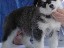 pastPup9