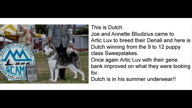 dutch