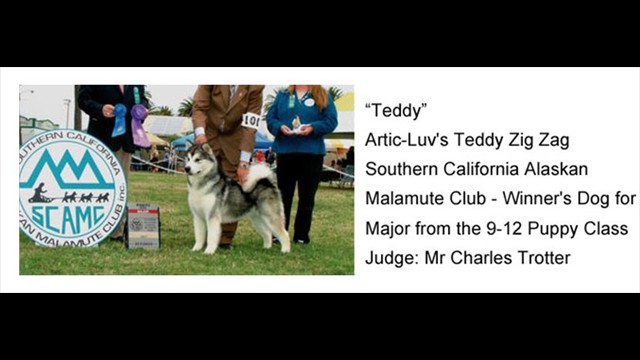 teddy_news_puppy