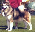 flynn
