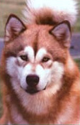 jake