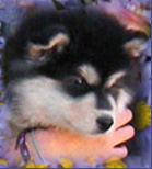 jett