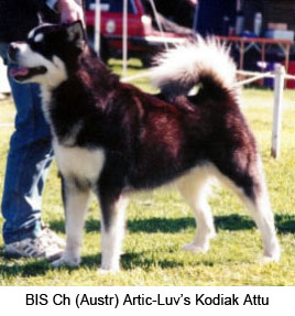 kodiak