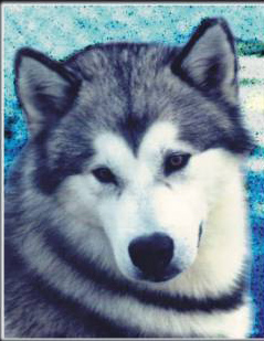 malamute