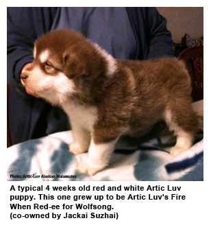 puppy