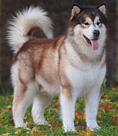 tyson